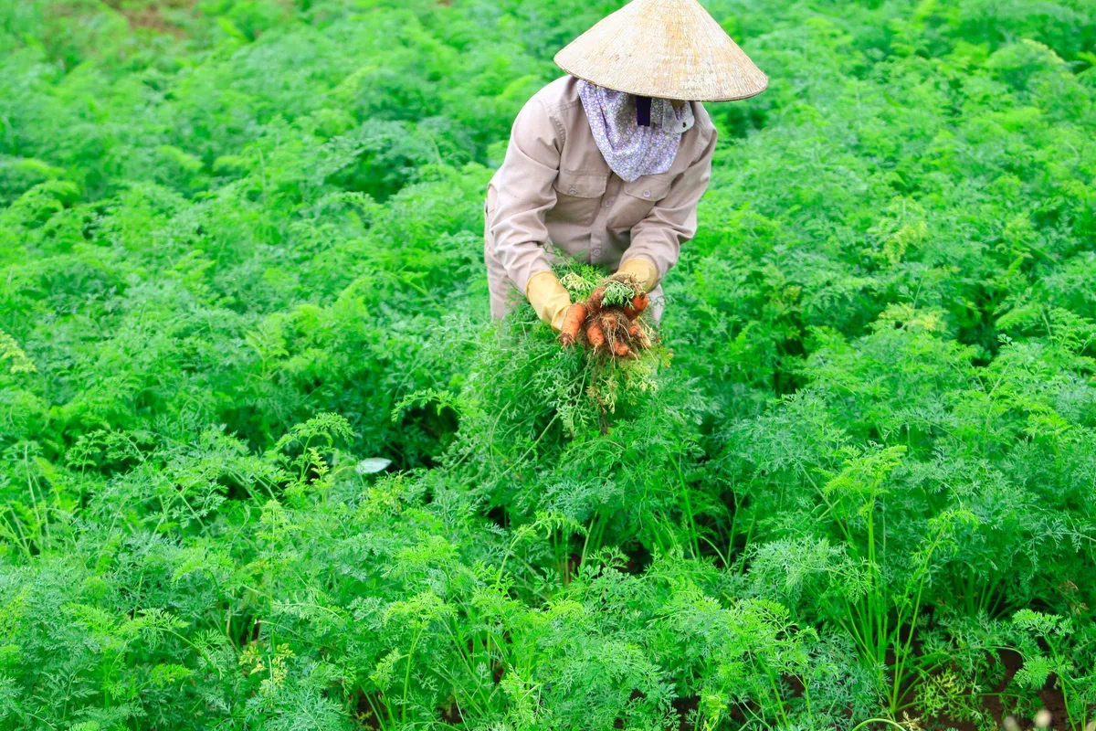 Tạo cơ chế chính sách khuyến khích nông nghiệp hữu cơ - Ảnh 1.