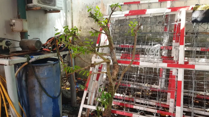 2 thanh niên lái xe ba gác đi trộm mai về chơi Tết - Ảnh 1. 2 thanh niên lái xe ba gác đi trộm mai về chơi Tết - Ảnh 1.