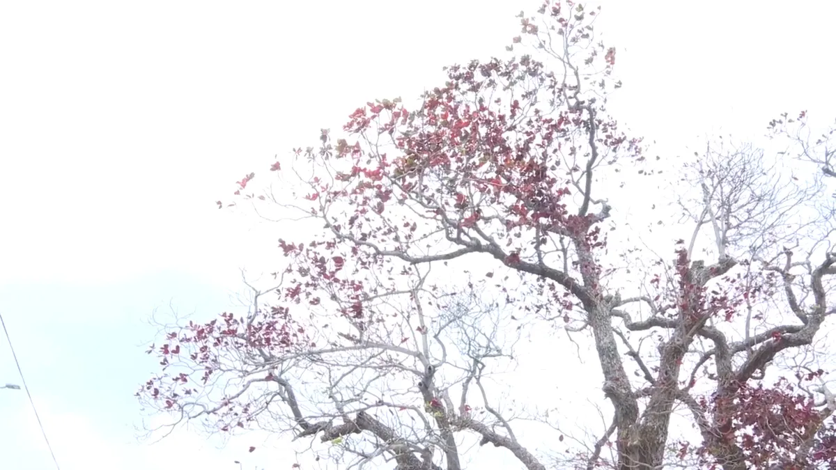 Côn Đảo: Đẹp thơ mộng, ngỡ ngàng mùa Bàng thay lá - Ảnh 1.