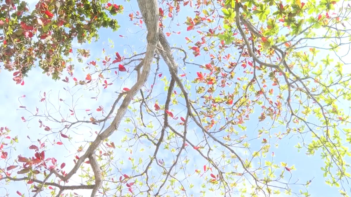 Côn Đảo: Đẹp thơ mộng, ngỡ ngàng mùa Bàng thay lá - Ảnh 3.
