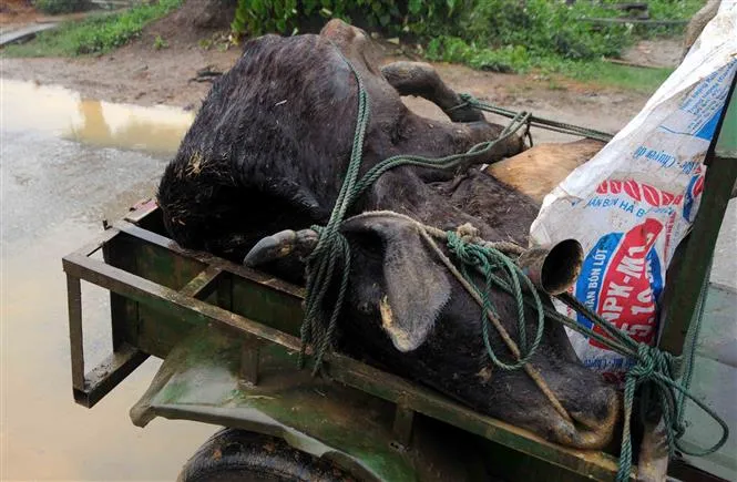 Rét đậm, rét hại khiến hàng trăm gia súc chết rét - Ảnh 1.