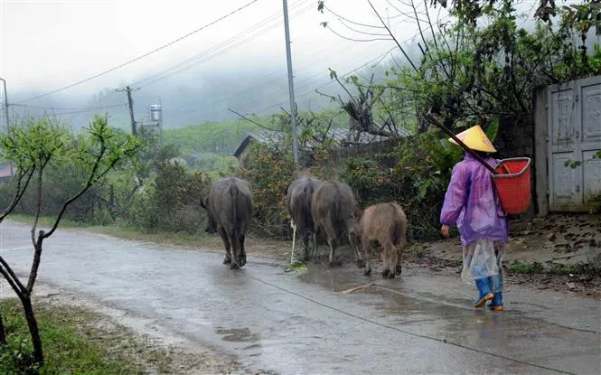 Rét đậm, rét hại khiến hàng trăm gia súc chết rét - Ảnh 2.