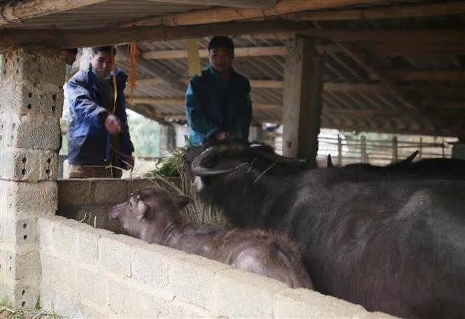 Lai Châu: Hơn 100 con gia súc bị chết do giá rét - Ảnh 1.