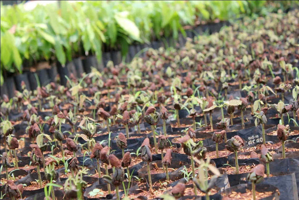 Trồng h&agrave;ng ng&agrave;n c&acirc;y xanh, Puratos Grand-Place Việt Nam &ldquo;t&aacute;i đầu tư&rdquo; cho m&ocirc;i trường - Ảnh 1.