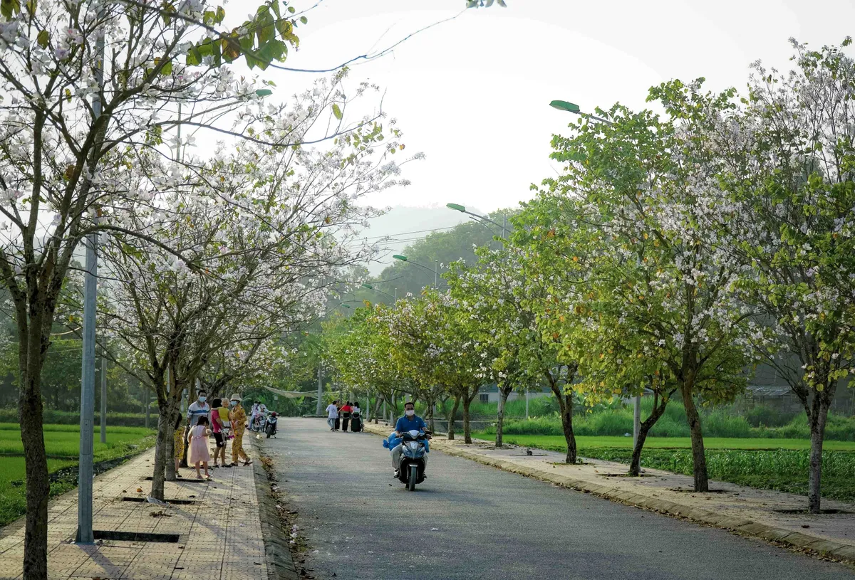 Sẵn sàng khai mạc Lễ hội hoa ban Điện Biên - Ảnh 2.