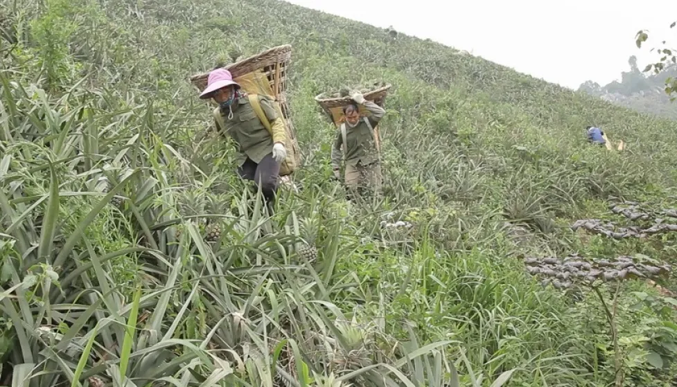 Hỗ trợ tiêu thụ dứa xuất khẩu sang Nga - Ảnh 1.