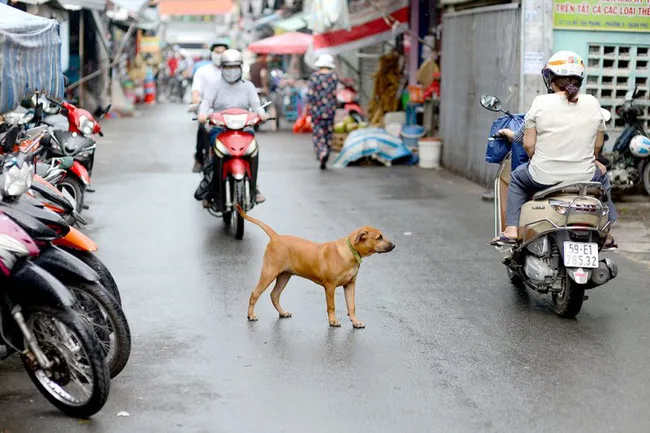 Hà Nội thành lập các đội bắt chó thả rông  - Ảnh 1.