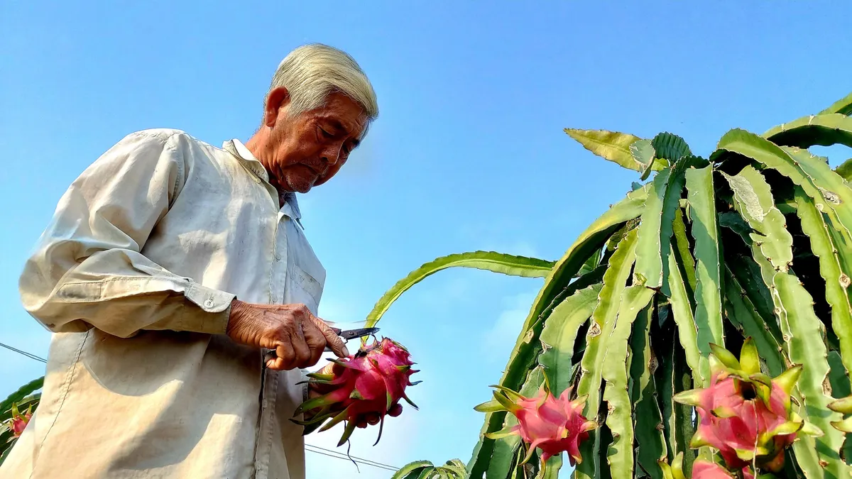 Người trồng thanh long càng làm càng lỗ - Ảnh 1.