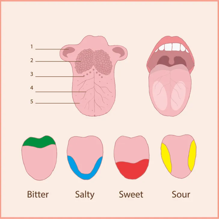 7 sự thật gây sốc về cơ thể nam giới mà ít ai biết - Ảnh 7.