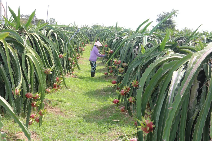 Nông dân chặt bỏ hàng nghìn ha thanh long - Ảnh 1.