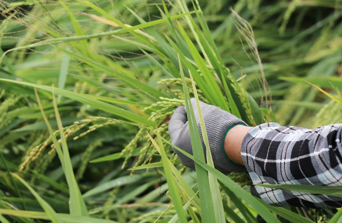 Nông dân Phú Yên gặt lúa chạy úng - Ảnh 2.