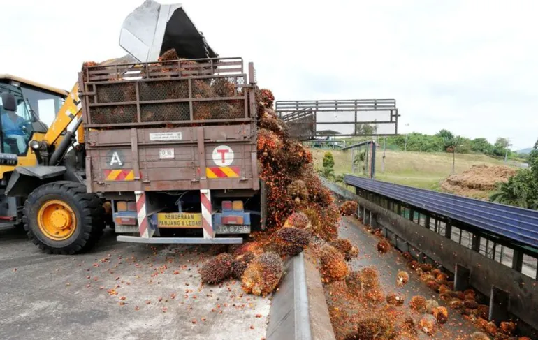 Malaysia có thể cắt giảm thuế xuất khẩu dầu cọ trong bối cảnh khủng hoảng nguồn cung toàn cầu - Ảnh 1.