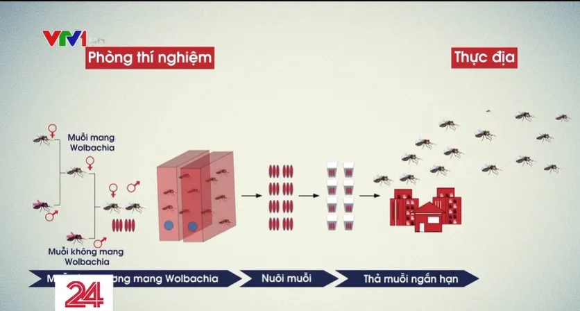 Dự án nuôi muỗi Wolbachia phòng sốt xuất huyết được triển khai thế nào? - Ảnh 1.