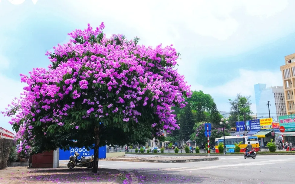 Hà Nội vào hè trong sắc hoa rực rỡ - Ảnh 1.