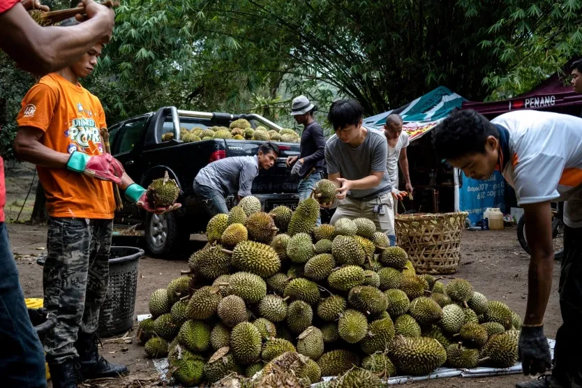 Malaysia ứng dụng công nghệ vào canh tác sầu riêng - Ảnh 1.