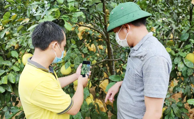 Năm 2025, 40% HTX nông nghiệp có thể bán hàng trên sàn TMĐT - Ảnh 1. Năm 2025, 40% HTX nông nghiệp có thể bán hàng trên sàn TMĐT - Ảnh 1.
