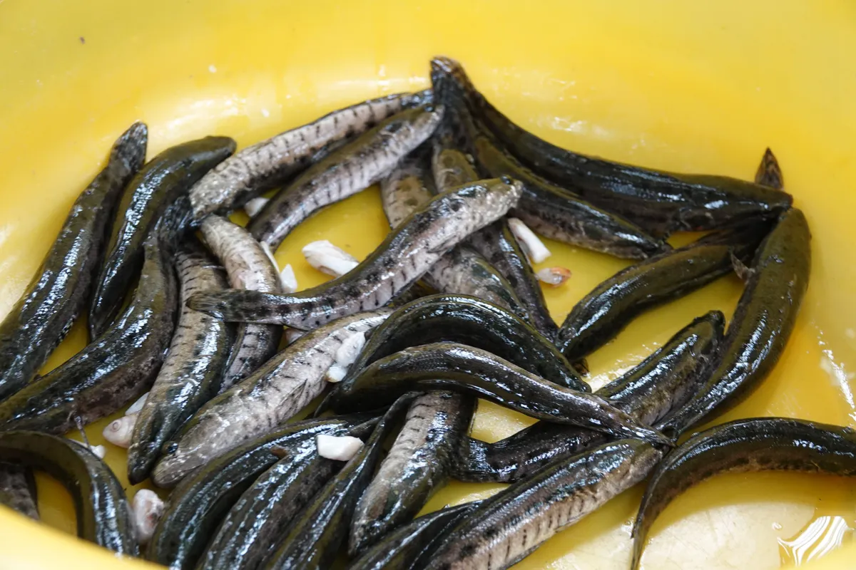 Nh&acirc;n giống th&agrave;nh c&ocirc;ng lo&agrave;i c&aacute; d&agrave;y y hệt c&aacute; l&oacute;c, bảo tồn loại c&aacute; tự nhi&ecirc;n đặc sản - Ảnh 3.