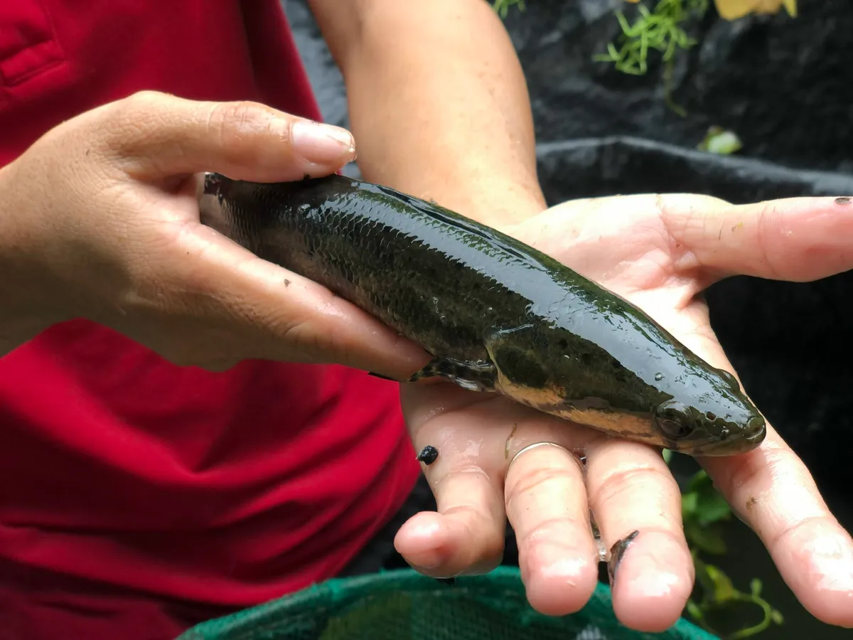 Nh&acirc;n giống th&agrave;nh c&ocirc;ng lo&agrave;i c&aacute; d&agrave;y y hệt c&aacute; l&oacute;c, bảo tồn loại c&aacute; tự nhi&ecirc;n đặc sản - Ảnh 1.