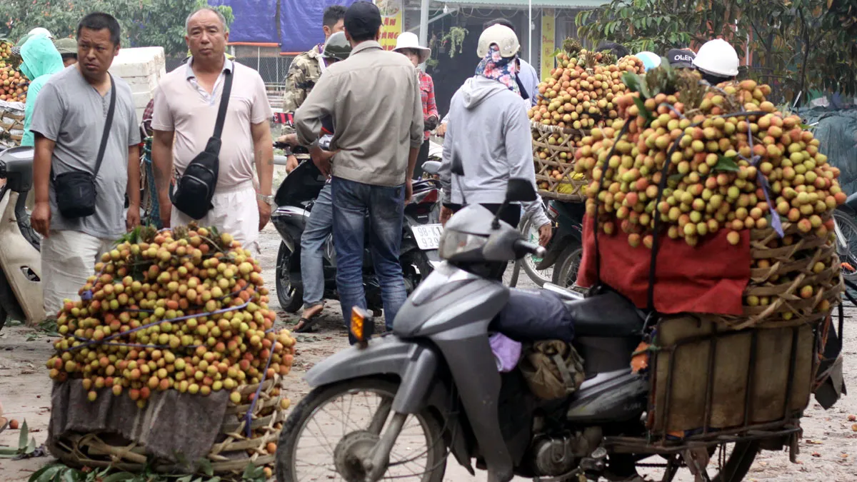 Vải thiều Thanh Hà cuối mùa xuống giá - Ảnh 2.