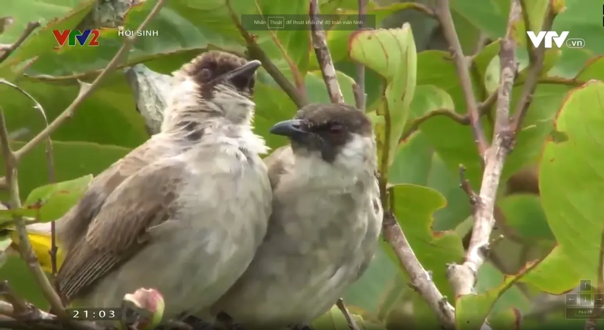 Giao lưu - Tọa đàm: Hồi sinh: Động vật hoang dã và lời kêu cứu của những sự sống đang dần mất đi - Ảnh 1.