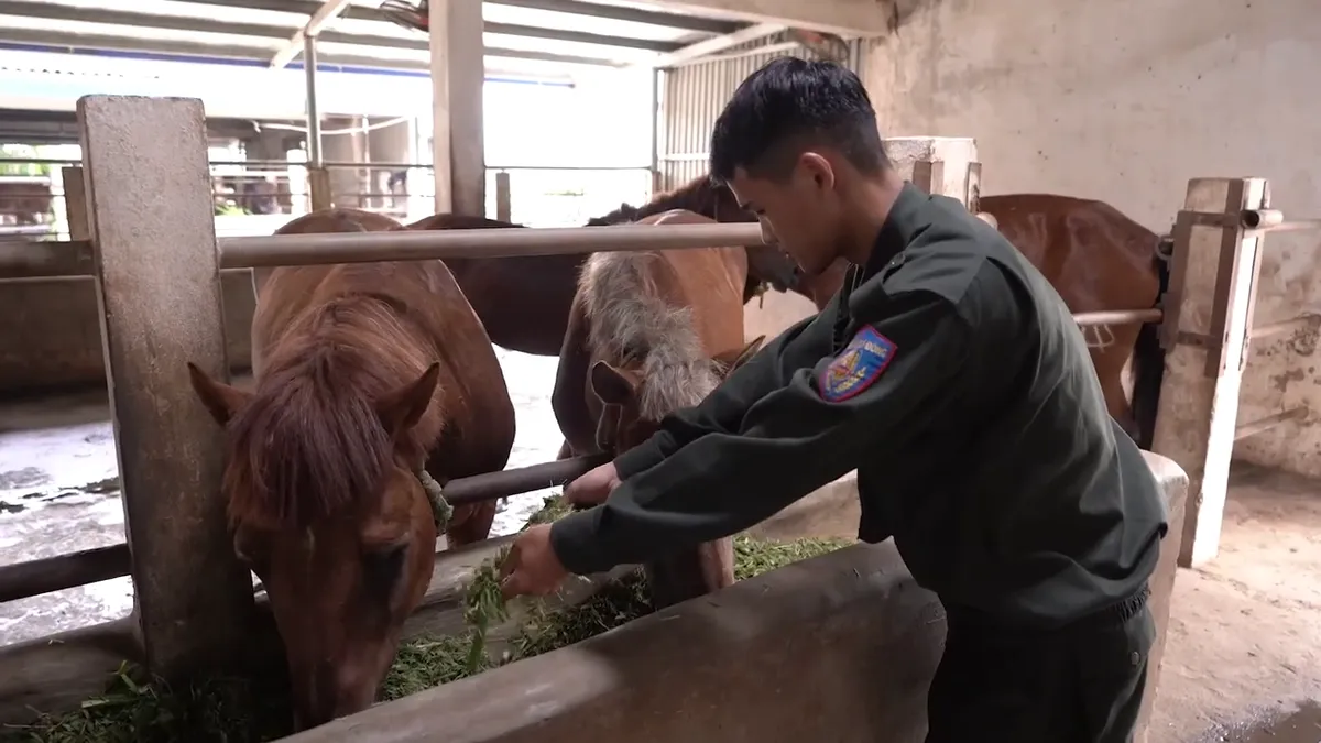 Phía sau màn diễu hành mãn nhãn của Cảnh sát cơ động kỵ binh - Ảnh 6.