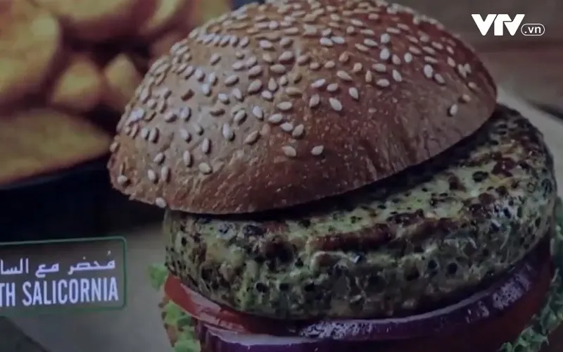 Salicornia - loại c&acirc;y si&ecirc;u thực phẩm tại UAE - Ảnh 1.