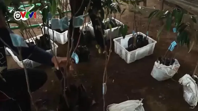 Dự &aacute;n Một trăm triệu c&acirc;y xanh cho đảo Borneo - Ảnh 1.