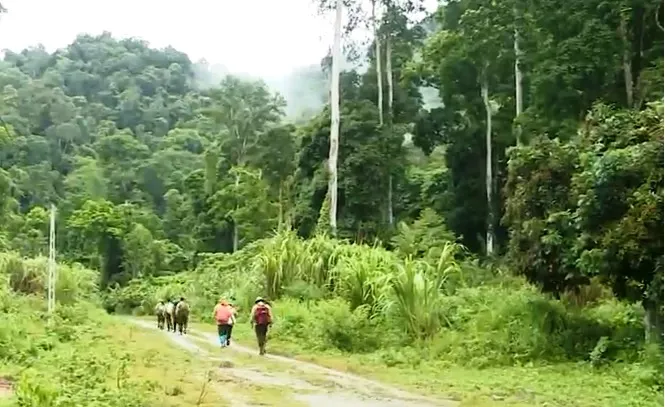 Bảo tồn động vật hoang dã - Những nỗ lực không ngừng nghỉ - Ảnh 2.