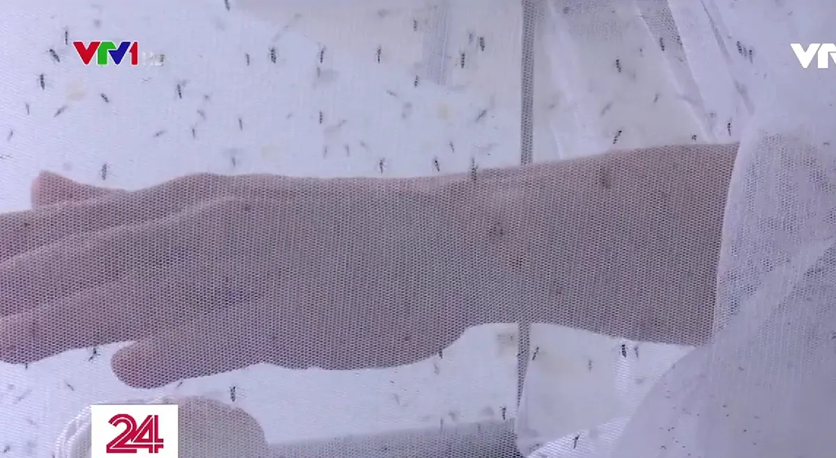 Ngồi im cho muỗi đốt - C&ocirc;ng việc kh&ocirc;ng phải ai cũng d&aacute;m thử - Ảnh 1.