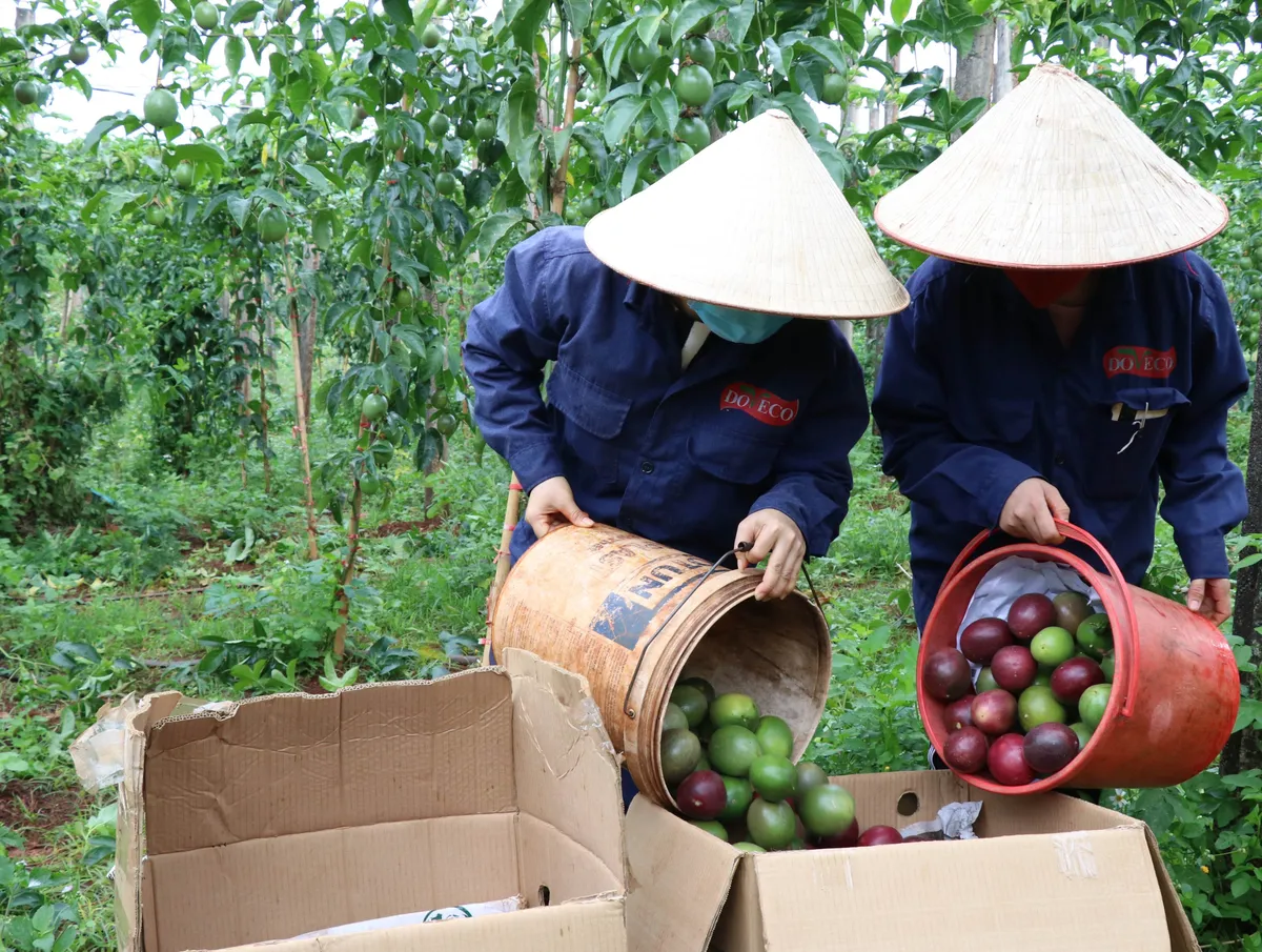 Thách thức xuất khẩu chính ngạch sang Trung Quốc - Ảnh 2.