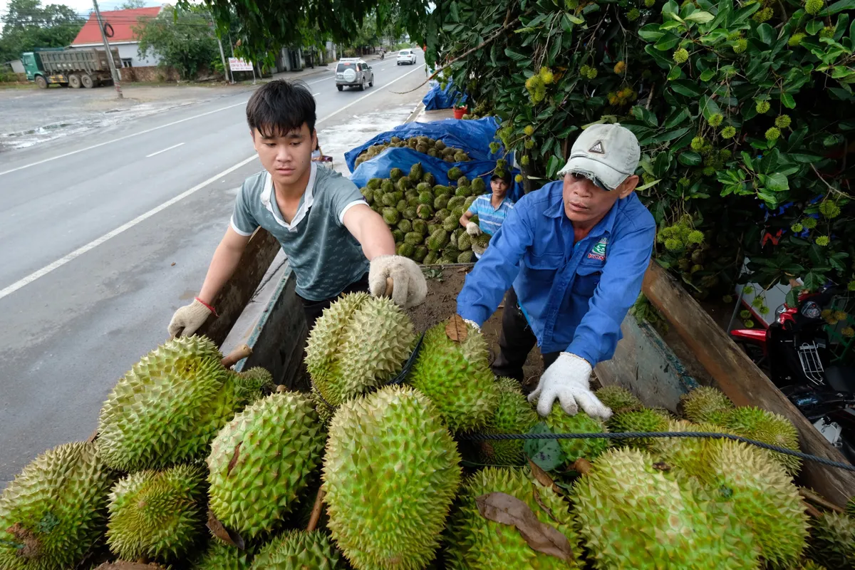 Thách thức xuất khẩu chính ngạch sang Trung Quốc - Ảnh 1.