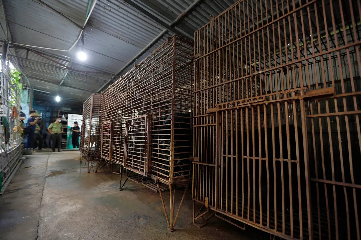 Cứu hộ thành công 7 cá thể gấu ngựa tại một trang trại ở Hà Nội - Ảnh 1. Cứu hộ thành công 7 cá thể gấu ngựa tại một trang trại ở Hà Nội - Ảnh 1.