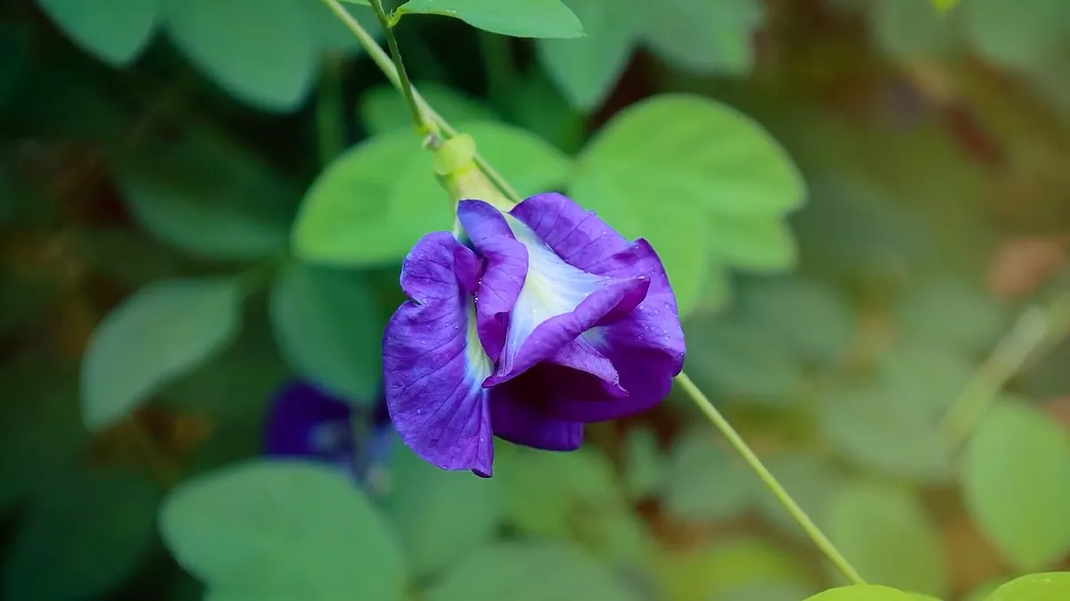 Hoa là để ngắm và hoa là để... ăn - Khám phá ẩm thực làm từ hoa - Ảnh 1.