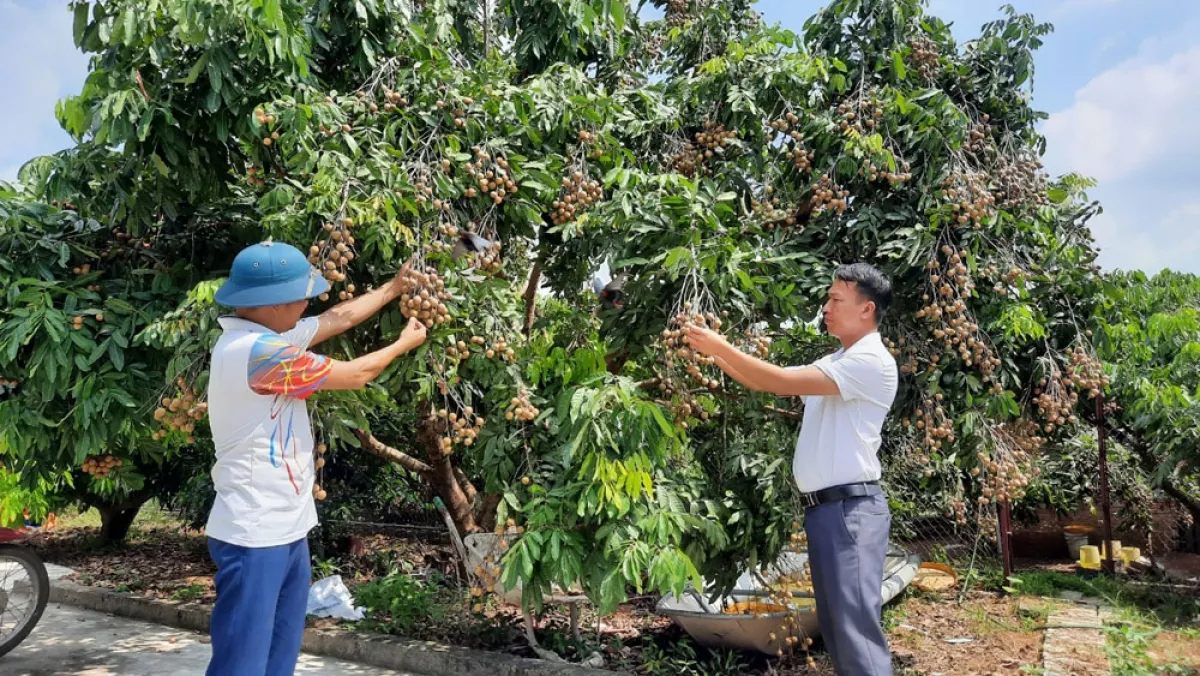 1.500 tấn nhãn Bắc Giang đạt tiêu chuẩn xuất khẩu - Ảnh 1.