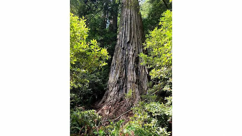 Du kh&aacute;ch cố gắng tiếp cận c&acirc;y cao nhất thế giới c&oacute; thể đối mặt &aacute;n 6 th&aacute;ng t&ugrave; giam - Ảnh 1.