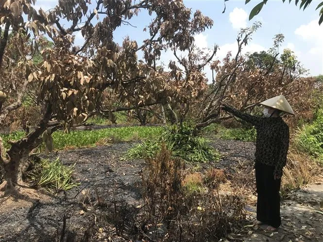 Ch&aacute;y rụi 2 vườn vải l&acirc;u năm ở huyện Thanh H&agrave;, Hải Dương - Ảnh 1.