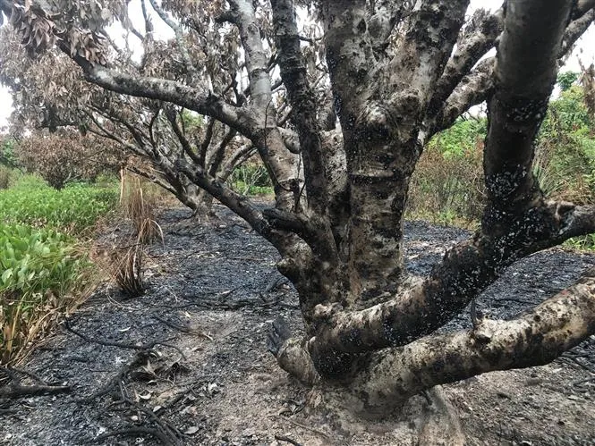 Ch&aacute;y rụi 2 vườn vải l&acirc;u năm ở huyện Thanh H&agrave;, Hải Dương - Ảnh 2.