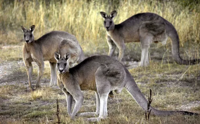 Hy hữu kangaroo tấn c&ocirc;ng người g&acirc;y tử vong tại Australia - Ảnh 1.