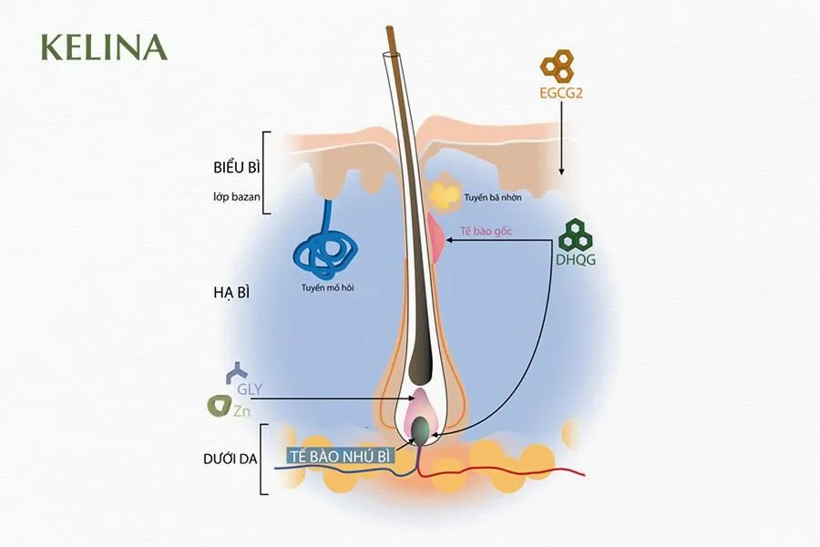 Kelina - Trợ thủ đắc lực ngăn rụng tóc và kích thích mọc tóc - Ảnh 2.