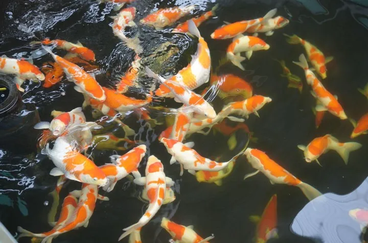 Ishi Koi Farm xây dựng mô hình nuôi cá Koi thuần chủng Nhật Bản uy tín hàng đầu - Ảnh 3.