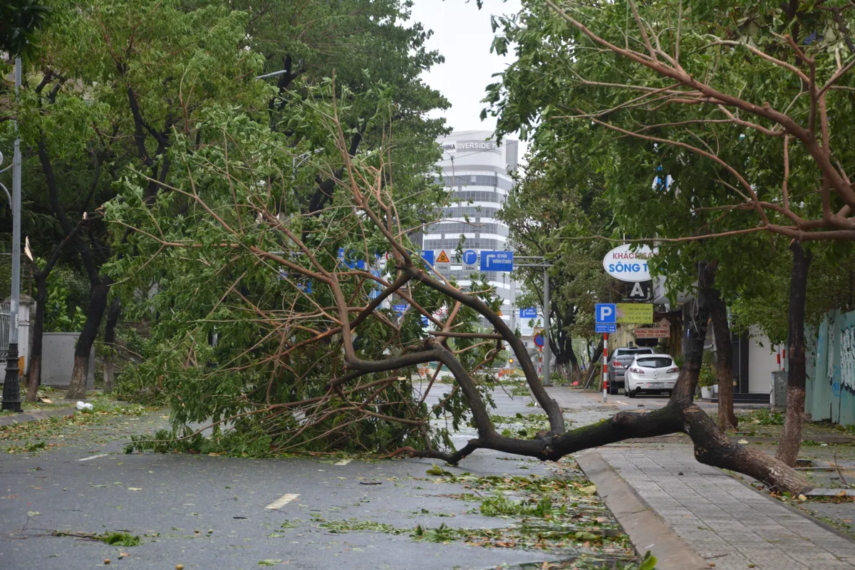 Cây xanh ngã đổ ngổn ngang trên đường phố Đà Nẵng sau khi bão số 4 đổ bộ  - Ảnh 3.