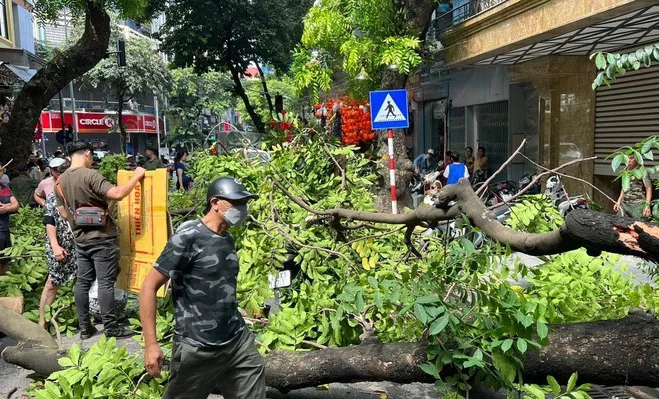 Hà Nội: Cây cổ thụ đổ, đè trúng một phụ nữ đang đi xe máy - Ảnh 1.