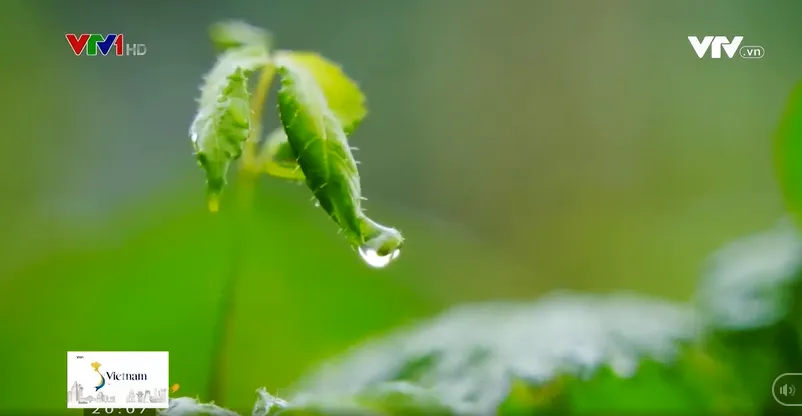 Quốc bảo trên rẻo cao Tây Bắc - Ảnh 4.