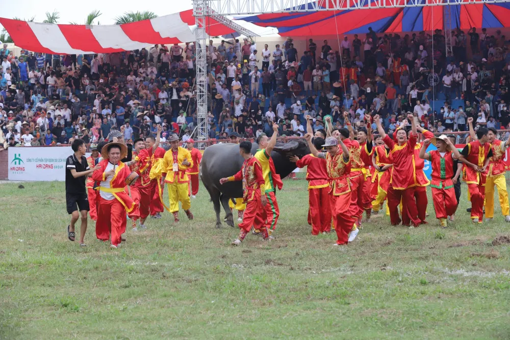 Tưng bừng màn đọ tài giữa các ông trâu tại Lễ hội chọi trâu Đồ Sơn 2022 - Ảnh 3.