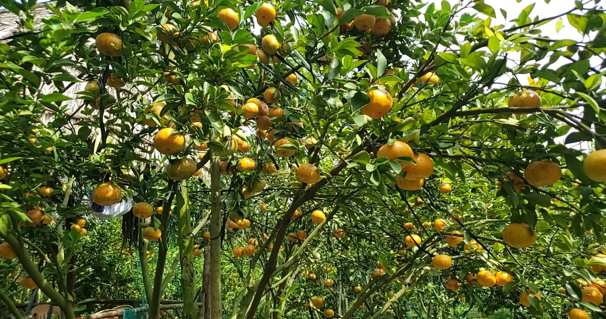 Làng hoa Sa Đéc nườm nượp đón khách ngày đầu năm mới - Ảnh 4.