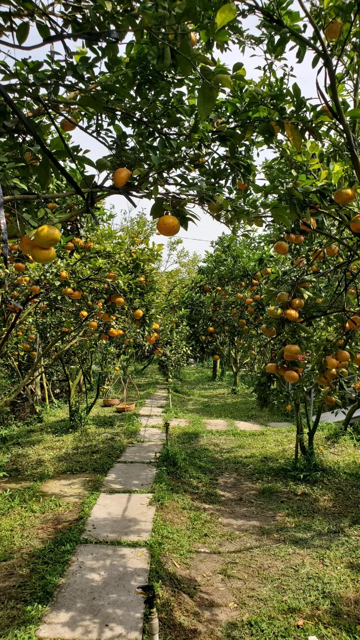 Làng hoa Sa Đéc nườm nượp đón khách ngày đầu năm mới - Ảnh 1.