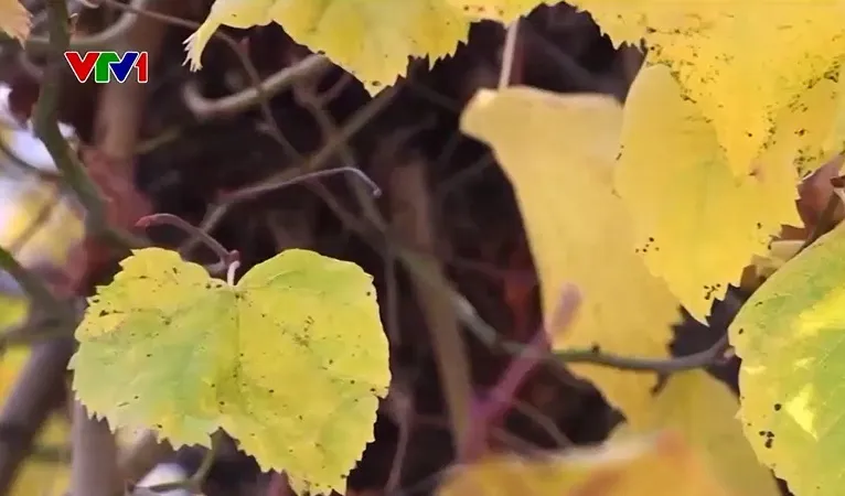 L&aacute; nh&acirc;n tạo - Năng lượng của tương lai - Ảnh 1.