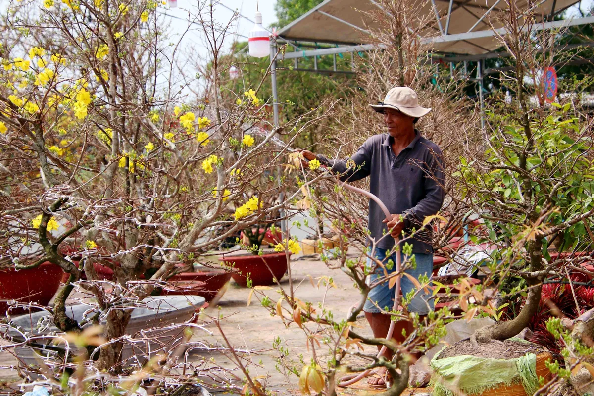 Trầm lắng thị trường hoa mai Tết - Ảnh 1.