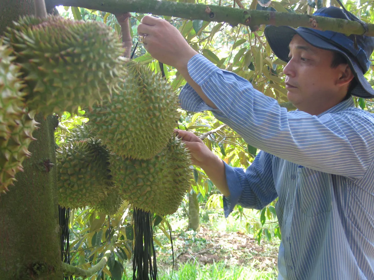 Sầu riêng hướng tới tỷ đô tại thị trường tỷ dân - Ảnh 2.