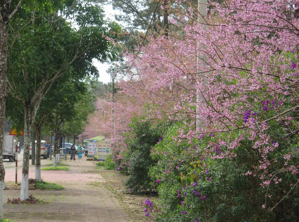 Hoa mai anh đào ở Tây Nguyên nở rộ dịp Tết - Ảnh 9.